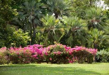 Tree & Hedge Trimming